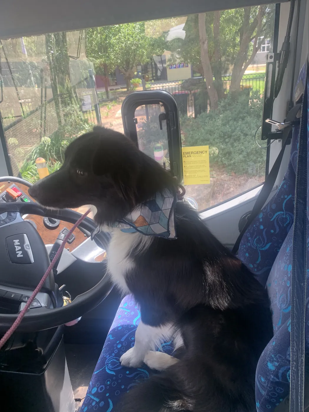 A friendly dog in a bandana sitting up front on the school bus